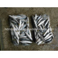 Block Quick Frozen Seafood Mackerel Fish (Scomber Japonicus)